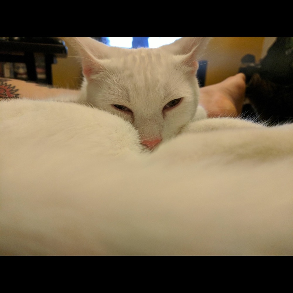 Meet your Posher, Cindy